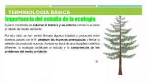 aprende-sobre-la-importancia-del-estudio-de-la-ecologia-para-el-medio-ambiente