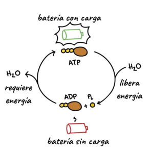 que-es-la-atp-en-biologia-comprendiendo-los-componentes-fundamentales-de-la-energia-celular