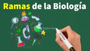 ¿Cual-es-la-principal-rama-de-la-biologia