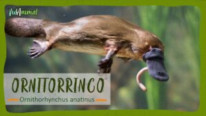 animal-ornitorrinco