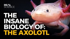 axolotol