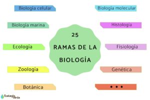 ¿Cuáles son las 50 ramas de la biología? cuales-son-las-50-ramas-de-la-biologia