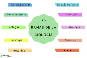 cuales-son-las-8-ramas-de-la-biologia