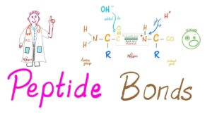 oligopeptidos