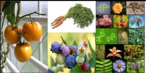 que-es-lo-que-estudia-la-botanica