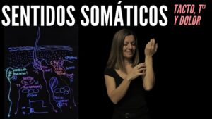receptores-del-tacto